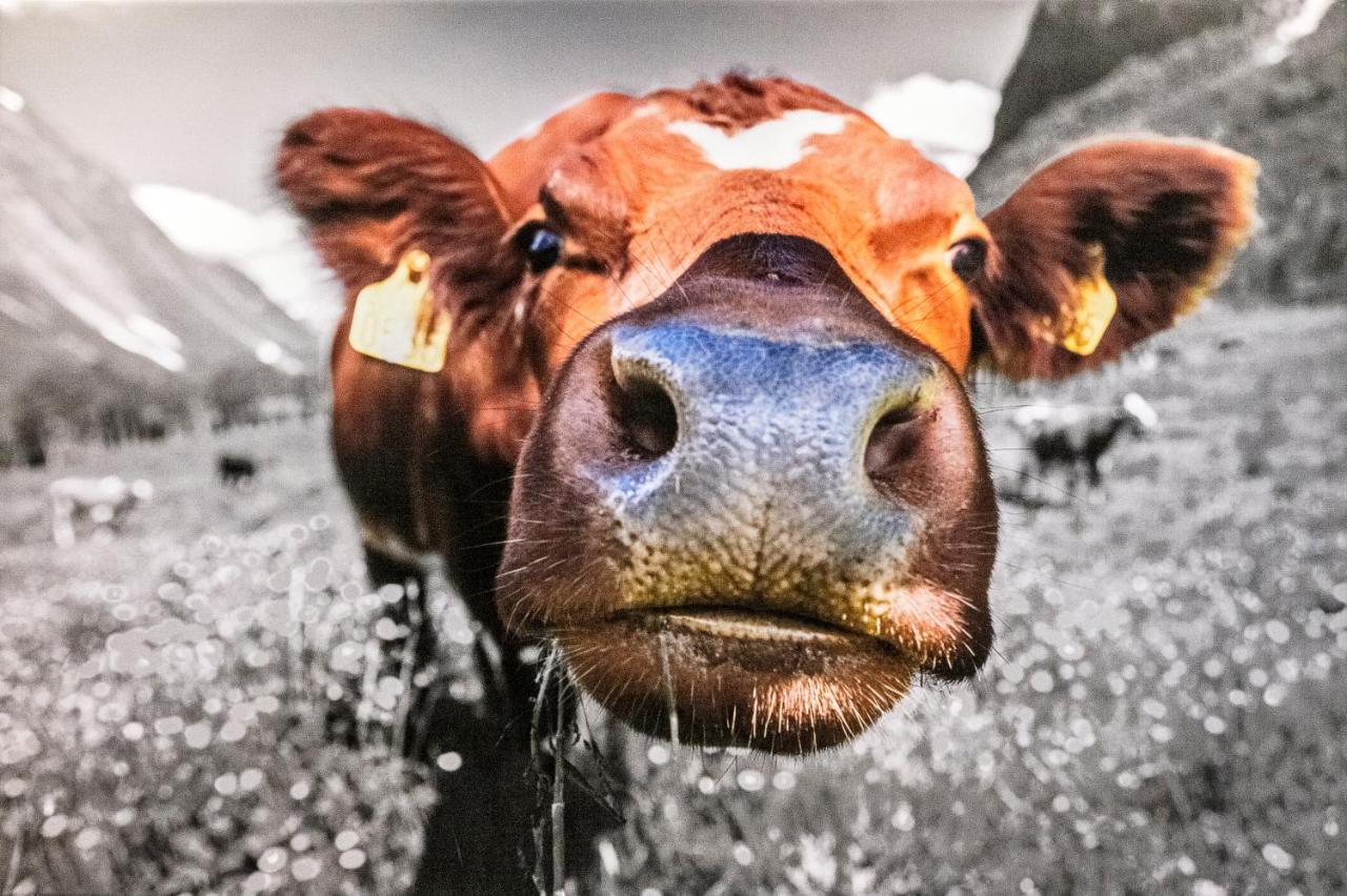 Haus Silvretta Nova Appartement Tschagguns Buitenkant foto
